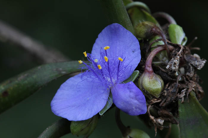 Spiderwort